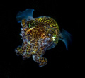   Bobtail Squid  